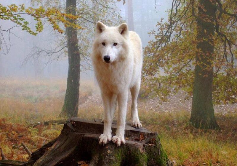 White Wolf on Stump