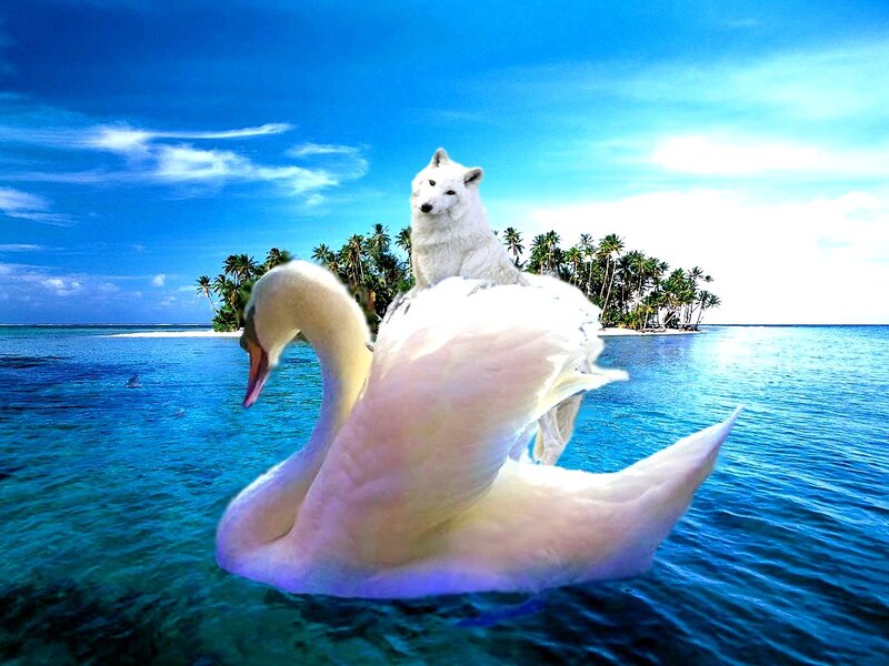 White Wolf on Swan
