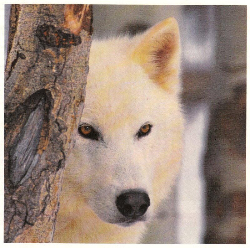white wolf peeking from behind tree