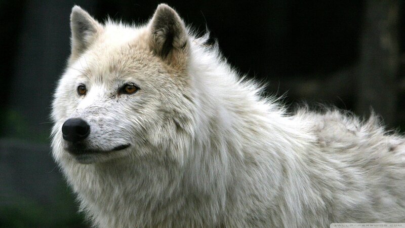 white wolf portrait