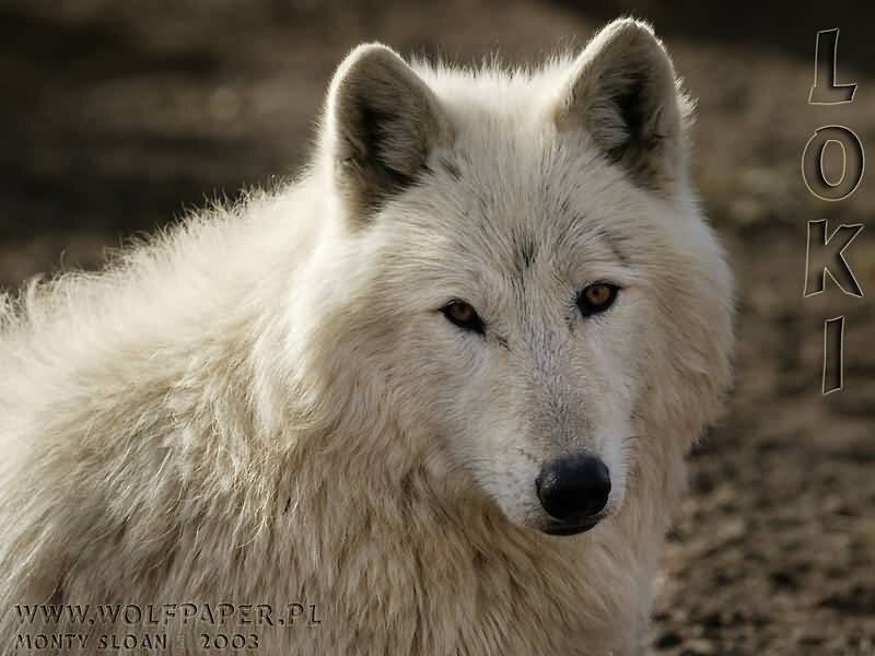 white wolf portrait
