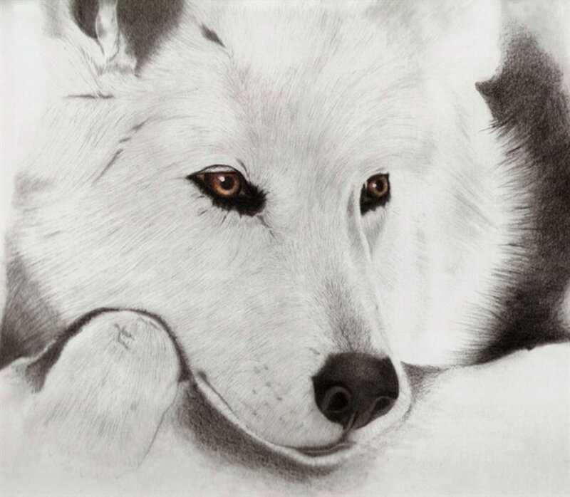 White Wolf Portrait — Black