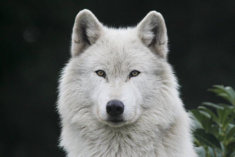 White Wolf Portrait — Serious, Photograph
