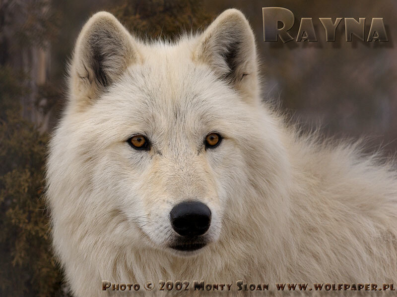 White Wolf Portrait — Serious