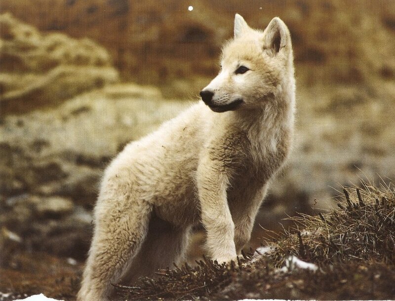 White Wolf Pup — Brown