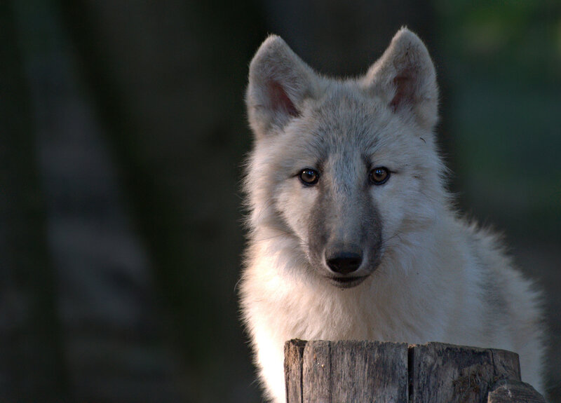 White Wolf Pup — Calm, Afternoon