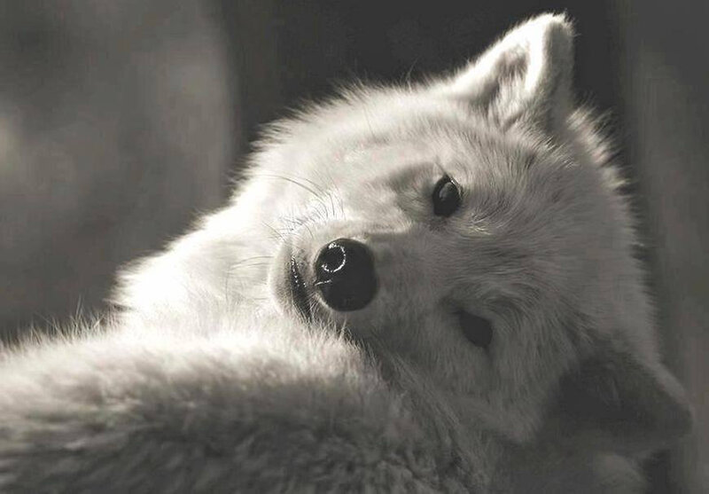 White Wolf Pup — Calm, Photograph