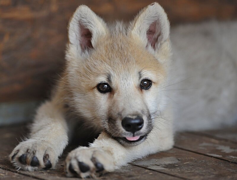 White Wolf Pup — Calm, Photograph, Wooden Floor