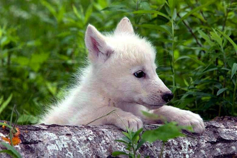 White Wolf Pup — Calm, Summer