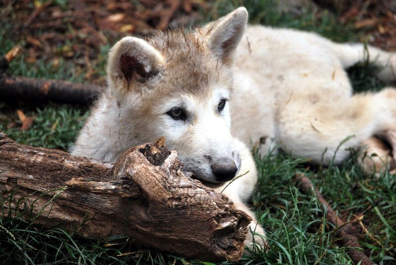 White Wolf Pup — Calm