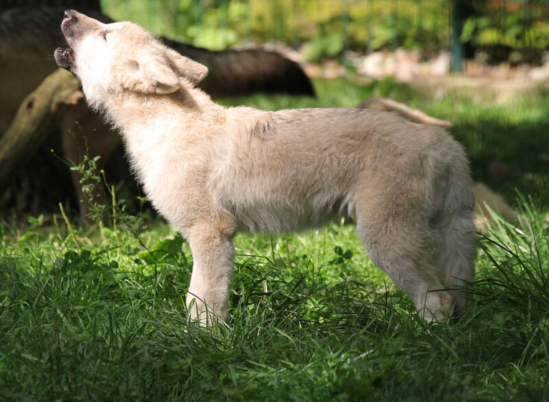 White Wolf Pup — Green