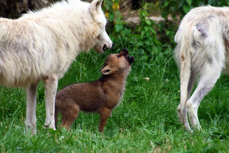 White Wolf Pup Interaction