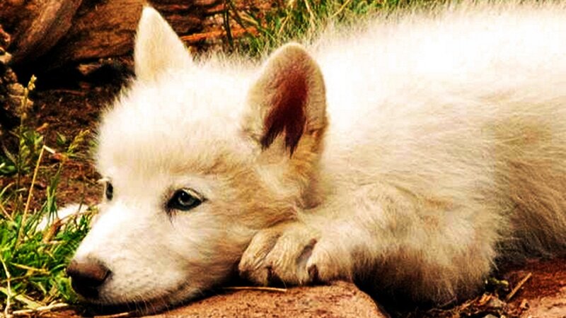white wolf pup resting