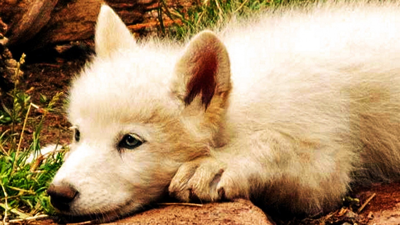 white wolf pup resting