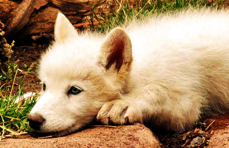 White Wolf Pup
