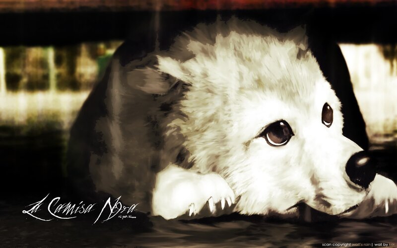White Wolf Puppy — Dramatic