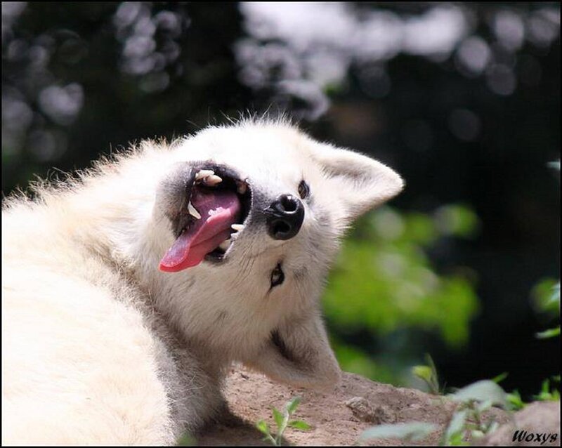 White Wolf Puppy