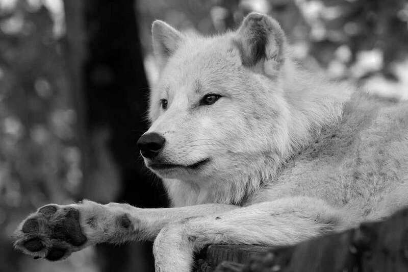 White Wolf Resting — Black