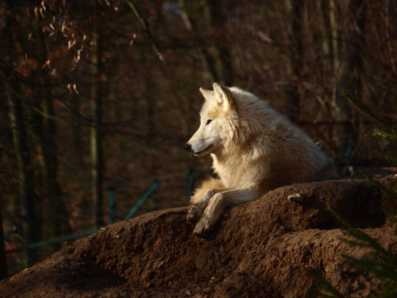 White Wolf Resting — Brown