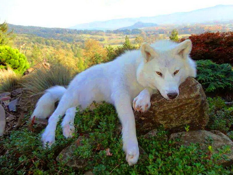 White Wolf Resting — Calm, Afternoon, Photograph, Rock