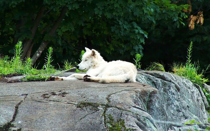 White Wolf Resting — Calm, Afternoon, Photograph, Rock, Trees