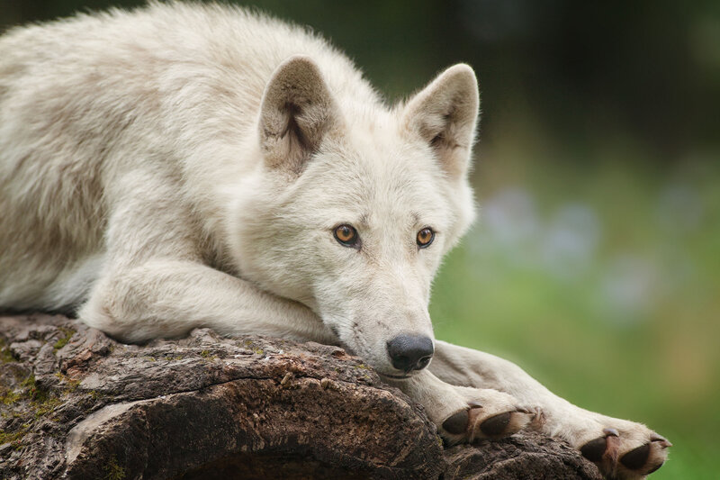 White Wolf Resting — Calm, Afternoon, Photograph