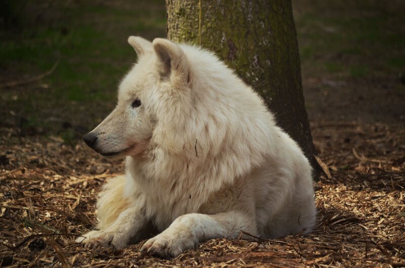 White Wolf Resting — Calm, Afternoon, Photograph, Tree