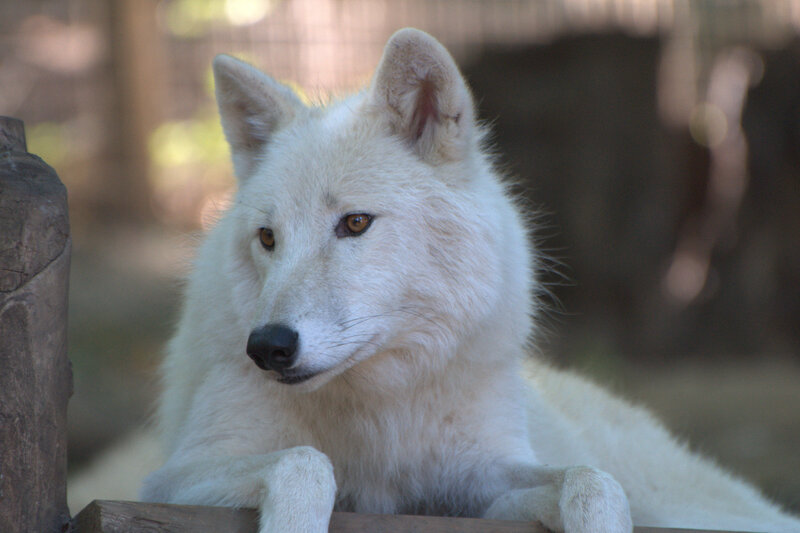 White Wolf Resting — Calm, Afternoon