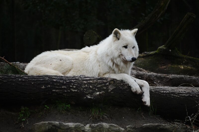 White Wolf Resting — Calm, Photograph, Log, Forest