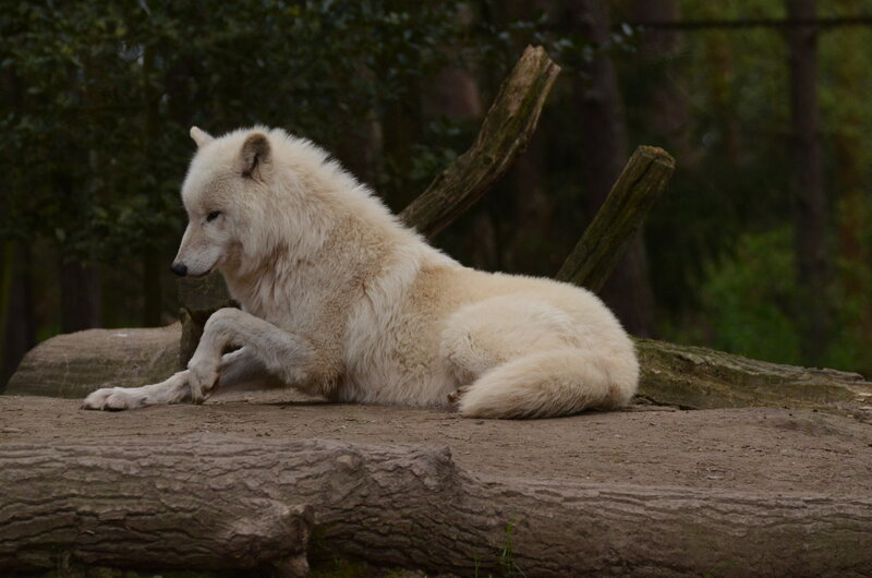 White Wolf Resting — Calm, Photograph, Log