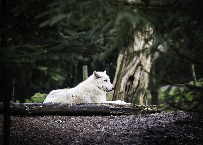 White Wolf Resting — Calm, Photograph, Log, Tree