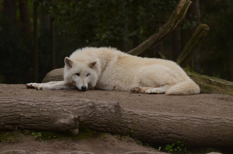 White Wolf Resting — Calm, Photograph, Log, Tree Trunk