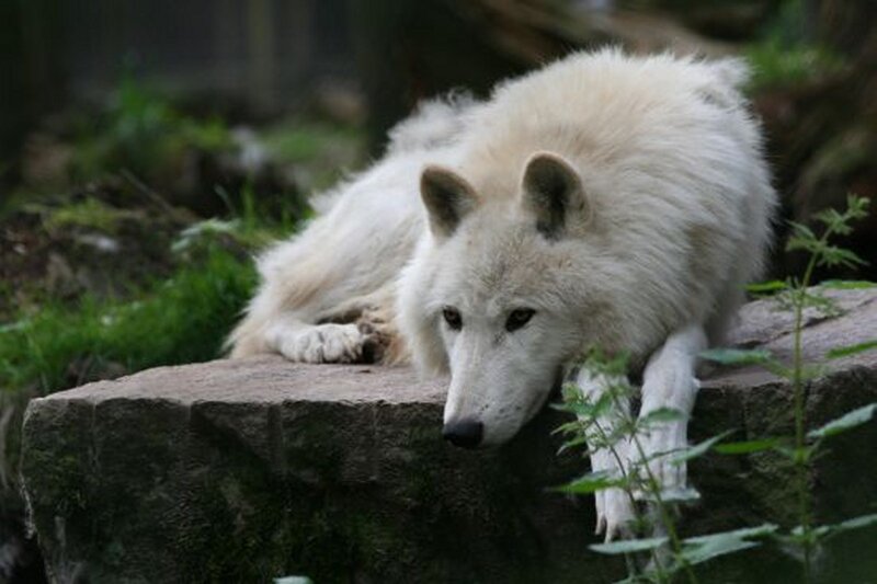White Wolf Resting — Calm, Photograph, Rock, Plants
