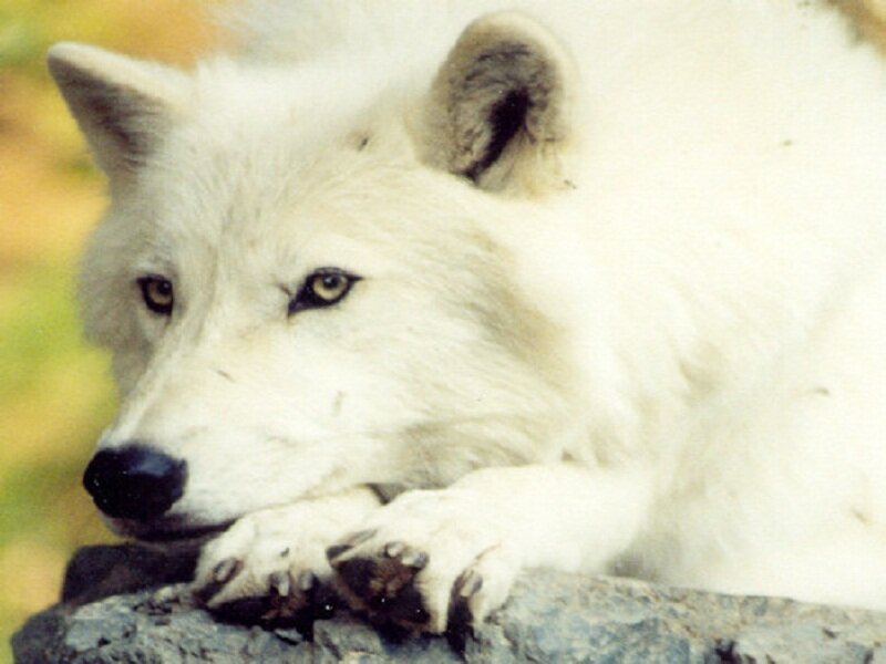 White Wolf Resting — Calm, Photograph, Rock