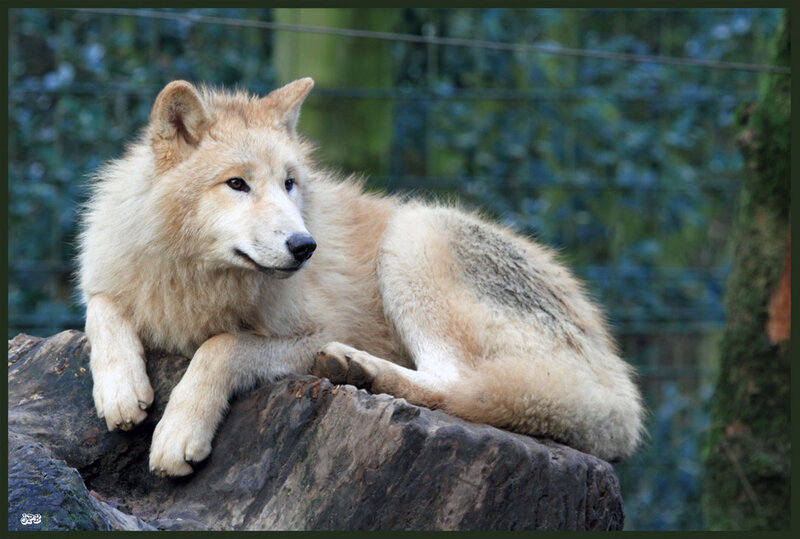 White Wolf Resting — Calm, Photograph