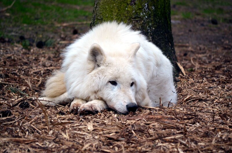 White Wolf Resting — Calm, Photograph, Tree