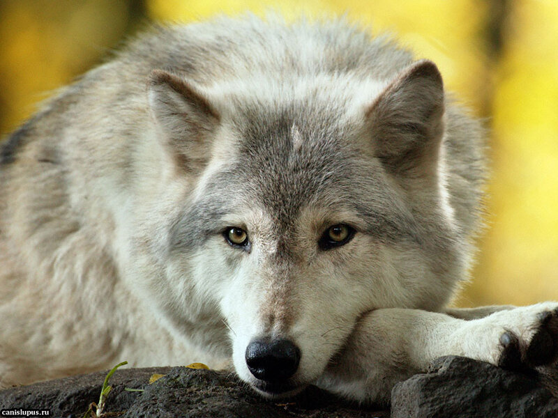White Wolf Resting — Gray