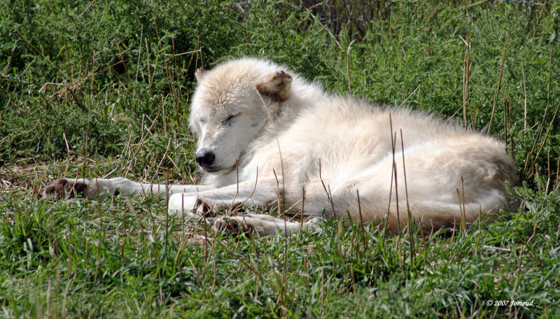 White Wolf Resting — Green, Calm