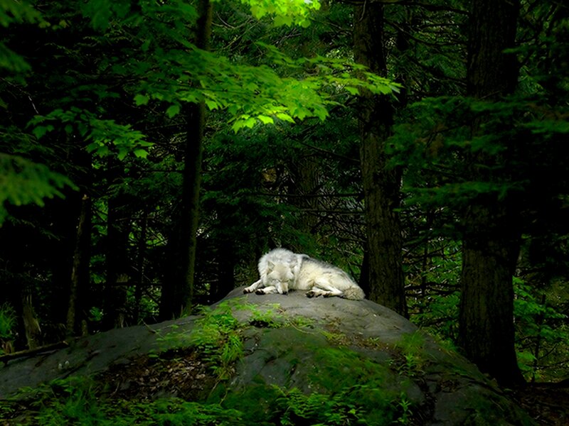 White Wolf Resting — Green, Serene