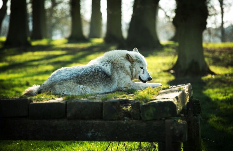 White Wolf Resting — Green