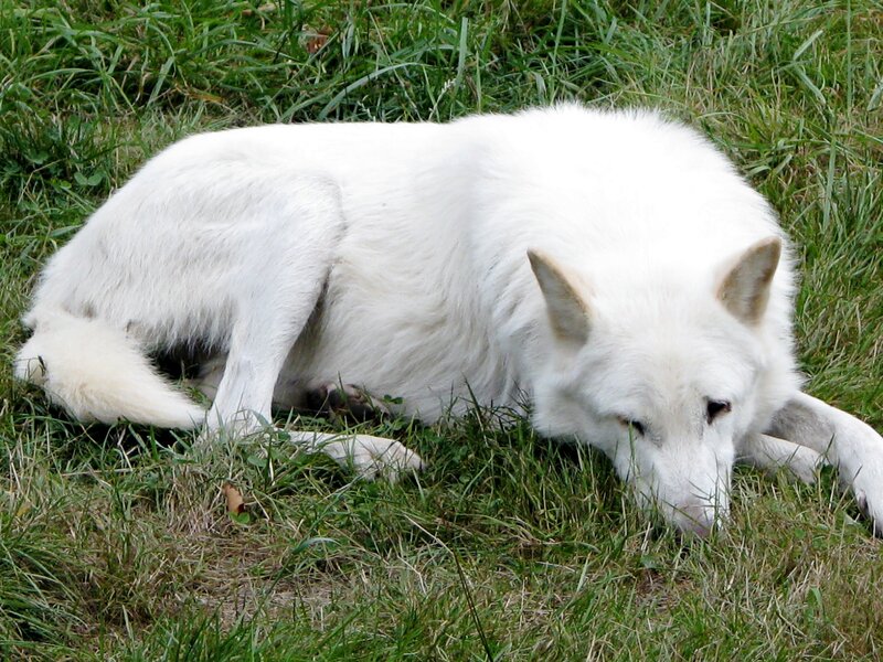 white wolf resting in grass