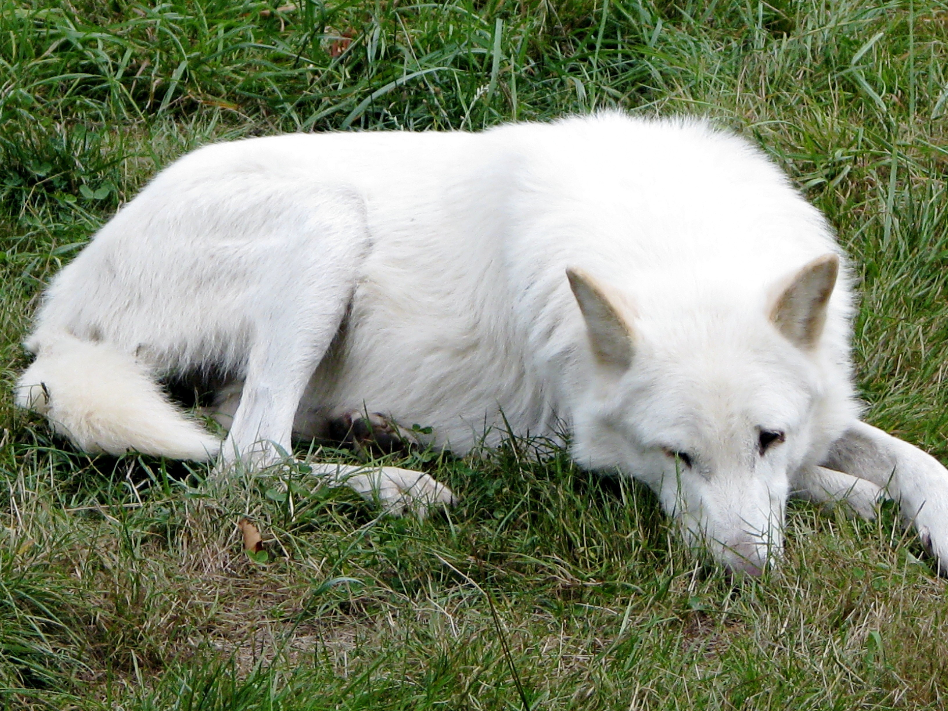 white wolf resting in grass