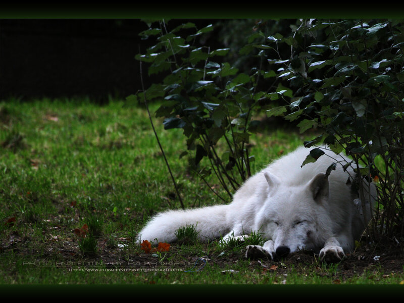 White wolf resting in grass