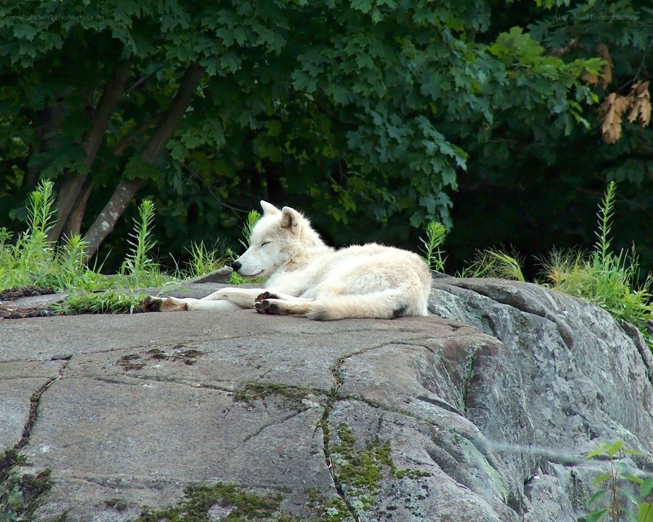 White wolf resting on a rock