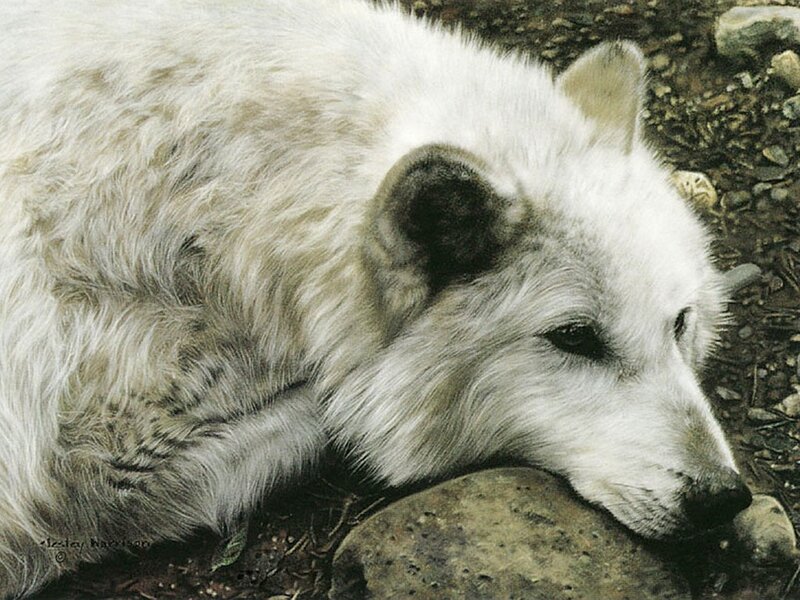 white wolf resting on rock
