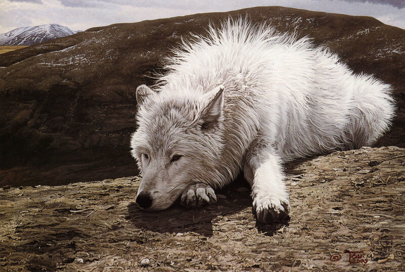 white wolf resting on rock