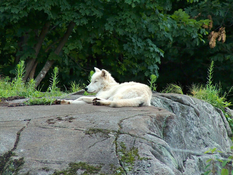 White Wolf Resting — Serene