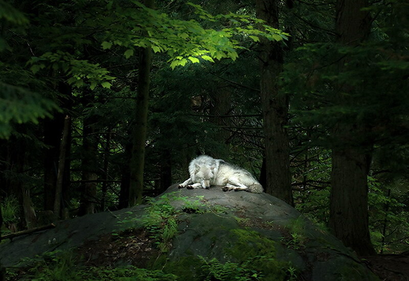 White Wolf Resting