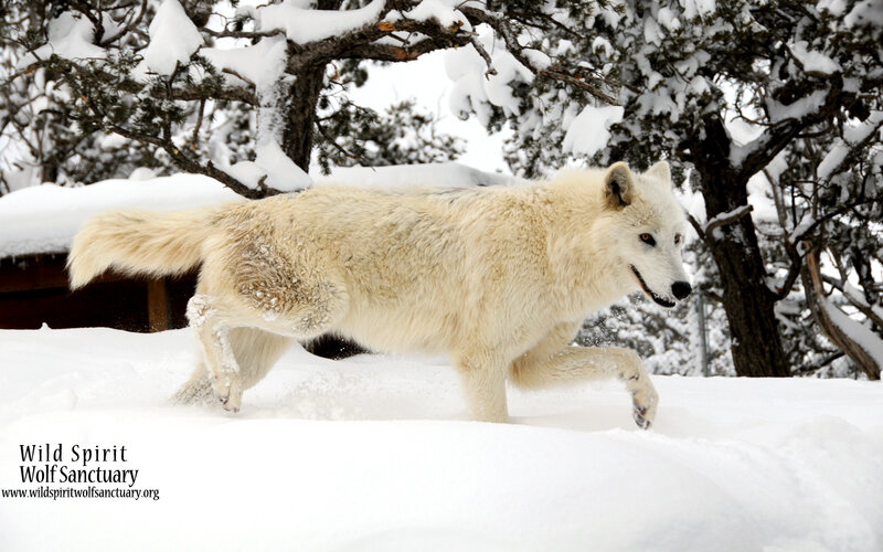 White Wolf Running — Calm