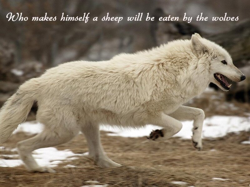 White Wolf Running — Dramatic, Winter